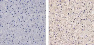 Anti-Apolipoprotein B antibody [F2C4] used in IHC (Paraffin sections) (IHC-P). GTX15664