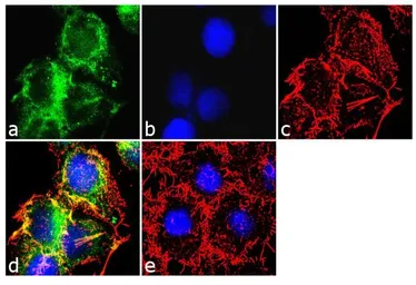Anti-Apolipoprotein B antibody [F2C4] used in Immunocytochemistry/ Immunofluorescence (ICC/IF). GTX15664