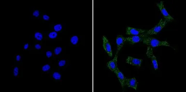 Anti-Bid antibody [23F7] used in Immunocytochemistry/ Immunofluorescence (ICC/IF). GTX15667