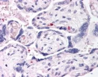 Anti-DUSP16 antibody, N-term used in IHC (Paraffin sections) (IHC-P). GTX15698