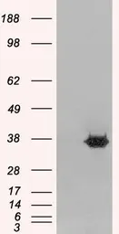 Anti-Mortality factor 4 like 2 antibody, N-term used in Western Blot (WB). GTX15700
