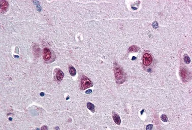 Anti-SMUG1 antibody, N-term used in IHC (Paraffin sections) (IHC-P). GTX15716