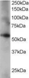 Anti-Coronin 1C antibody, C-term used in Western Blot (WB). GTX15719
