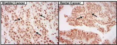 Anti-CREB antibody [LB9] used in IHC (Paraffin sections) (IHC-P). GTX15731