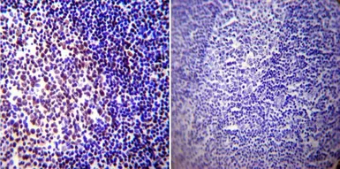 Anti-CREB antibody [LB9] used in IHC (Paraffin sections) (IHC-P). GTX15731