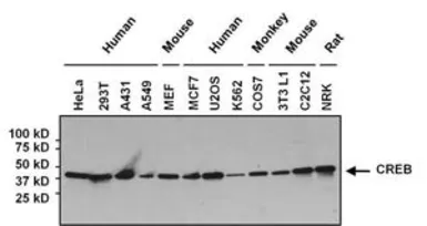Anti-CREB antibody [LB9] used in Western Blot (WB). GTX15731