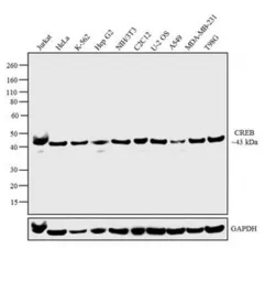 Anti-CREB antibody [LB9] used in Western Blot (WB). GTX15731