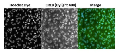 Anti-CREB antibody [LB9] used in Immunocytochemistry/ Immunofluorescence (ICC/IF). GTX15731