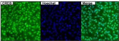 Anti-CREB antibody [LB9] used in Immunocytochemistry/ Immunofluorescence (ICC/IF). GTX15731
