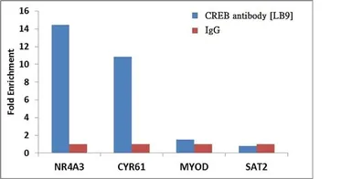 Anti-CREB antibody [LB9] used in ChIP assay (ChIP assay). GTX15731
