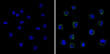Anti-CD18 antibody [TS1/18] used in Immunocytochemistry/ Immunofluorescence (ICC/IF). GTX15770