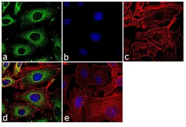 Anti-ERK1 antibody [12D11] used in Immunocytochemistry/ Immunofluorescence (ICC/IF). GTX15780