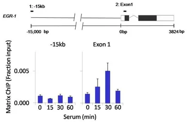 Anti-ERK1 antibody [12D11] used in ChIP assay (ChIP assay). GTX15780