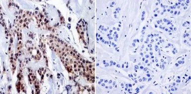 Anti-RPA32 antibody [MA34] used in IHC (Paraffin sections) (IHC-P). GTX15783