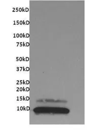 Anti-CX3CL1 antibody [4C5] used in Western Blot (WB). GTX15786