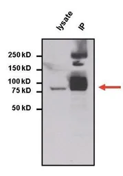 Anti-STAT3 antibody [9D8] used in Immunoprecipitation (IP). GTX15789