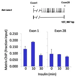 Anti-STAT3 antibody [9D8] used in ChIP assay (ChIP assay). GTX15789