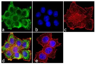 Anti-PRC1 antibody [16F2] used in Immunocytochemistry/ Immunofluorescence (ICC/IF). GTX15796