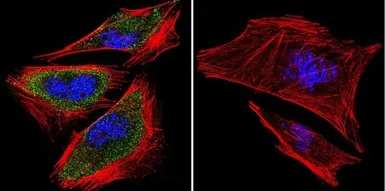 Anti-PRC1 antibody [16F2] used in Immunocytochemistry/ Immunofluorescence (ICC/IF). GTX15796