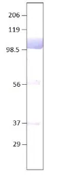 Anti-Lactoferrin antibody used in Western Blot (WB). GTX15811