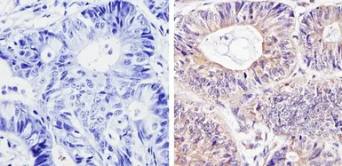 Anti-Diablo antibody [SMAC 17 1-87] used in IHC (Paraffin sections) (IHC-P). GTX15827