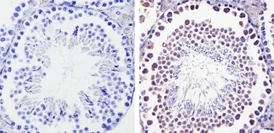 Anti-Diablo antibody [SMAC 17 1-87] used in IHC (Paraffin sections) (IHC-P). GTX15827