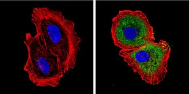 Anti-Diablo antibody [SMAC 17 1-87] used in Immunocytochemistry/ Immunofluorescence (ICC/IF). GTX15827