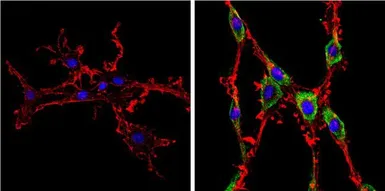 Anti-Diablo antibody [SMAC 17 1-87] used in Immunocytochemistry/ Immunofluorescence (ICC/IF). GTX15827