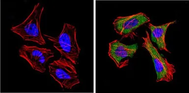 Anti-CD26 antibody [236.3] used in Immunocytochemistry/ Immunofluorescence (ICC/IF). GTX15833