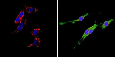 Anti-CD26 antibody [236.3] used in Immunocytochemistry/ Immunofluorescence (ICC/IF). GTX15833