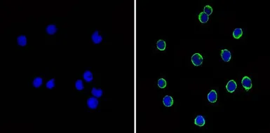 Anti-CD44 antibody [1M7.8.1] used in Immunocytochemistry/ Immunofluorescence (ICC/IF). GTX15834