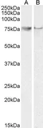 Anti-COX2 antibody, C-term used in Western Blot (WB). GTX15839