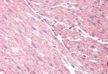 Anti-GRAF antibody, C-term used in IHC (Paraffin sections) (IHC-P). GTX15916