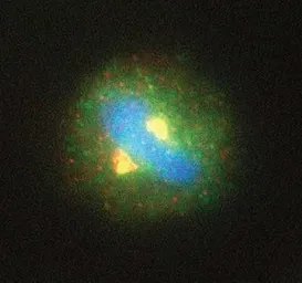 Anti-Separase antibody [XJ11-4D7] used in Immunocytochemistry/ Immunofluorescence (ICC/IF). GTX15955