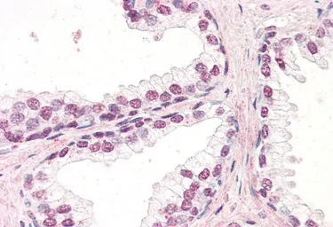 Anti-ZIC5 antibody, C-term used in IHC (Paraffin sections) (IHC-P). GTX15965