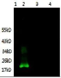 Anti-IL6 antibody [1B1-B10-D2] used in Western Blot (WB). GTX16028