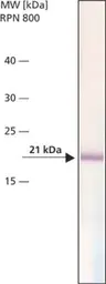 Anti-Bax antibody [2D3] used in Western Blot (WB). GTX16119