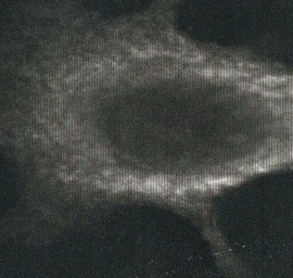 Anti-Calreticulin antibody used in Western Blot (WB). GTX16144