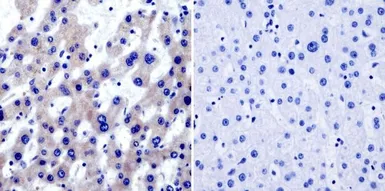 Anti-TRAP1 antibody [TRAP1-6] used in IHC (Paraffin sections) (IHC-P). GTX16195