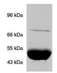 Anti-TRAP1 antibody [TRAP1-6] used in Immunoprecipitation (IP). GTX16195
