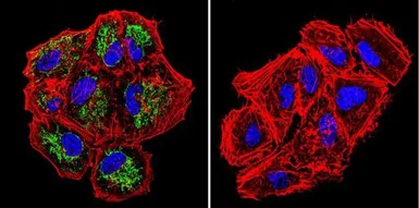 Anti-TRAP1 antibody [TRAP1-6] used in Immunocytochemistry/ Immunofluorescence (ICC/IF). GTX16195