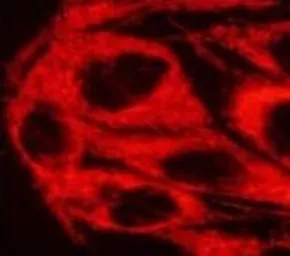 Anti-TRAP1 antibody [TRAP1-6] used in Immunocytochemistry/ Immunofluorescence (ICC/IF). GTX16195