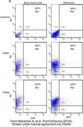 Anti-TNF Receptor I antibody [HM104] (PE) used in Flow cytometry (FCM). GTX16198