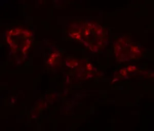 Anti-DPAGT1 antibody used in IHC (Paraffin sections) (IHC-P). GTX16275