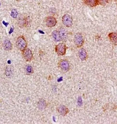 Anti-LLGL1 antibody used in IHC (Paraffin sections) (IHC-P). GTX16298