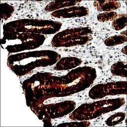Anti-LLGL1 antibody used in IHC (Paraffin sections) (IHC-P). GTX16298