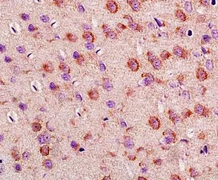 Anti-LLGL1 antibody used in IHC (Paraffin sections) (IHC-P). GTX16298