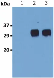 Anti-LST1 antibody [LST1/02] used in Western Blot (WB). GTX16300