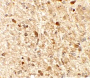 Anti-MS4A6A antibody used in IHC (Paraffin sections) (IHC-P). GTX16310