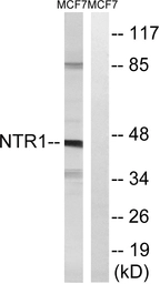 Anti-NTR1 antibody used in Western Blot (WB). GTX16313